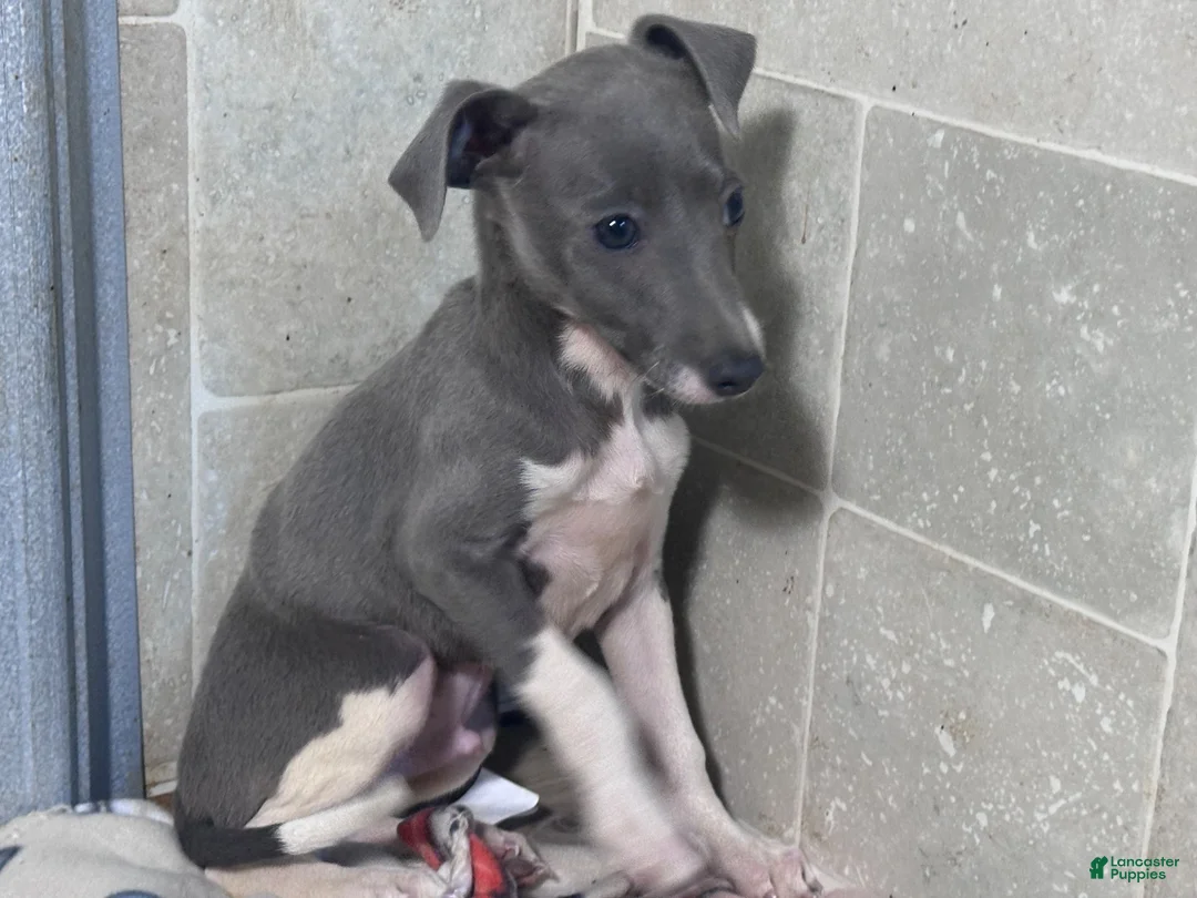 Italian Greyhound dogs for sale: Donut - Ad 2