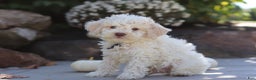 Lagotto Romagnolo dogs for sale: Zane - Ad 2