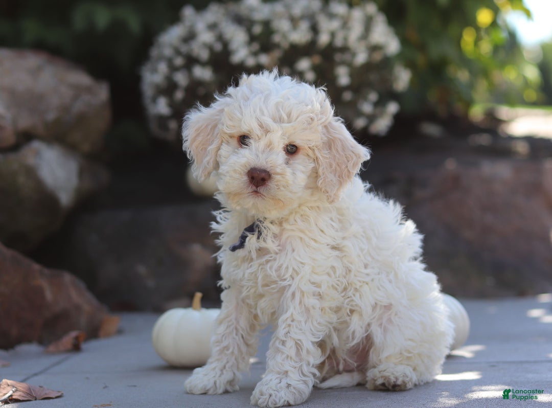 Lagotto Romagnolo dogs for sale: Zane - Ad 2