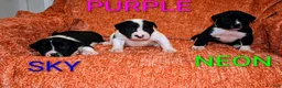 Presa Canario dogs for sale: Mr Purple  - Ad 11
