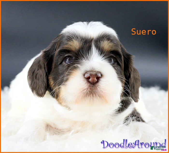 Australian Labradoodle dogs for sale: Suero - Ad 6