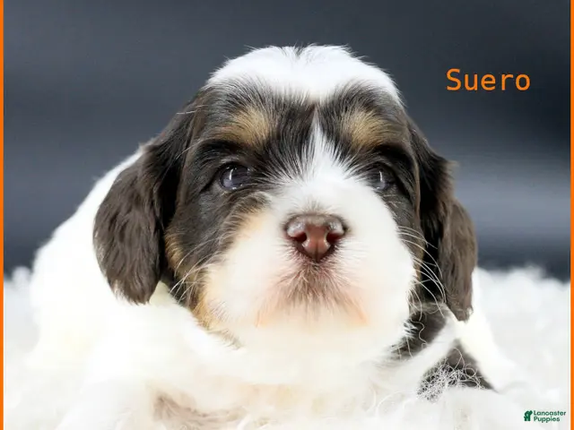 Australian Labradoodle dogs for sale: Suero - Ad 6