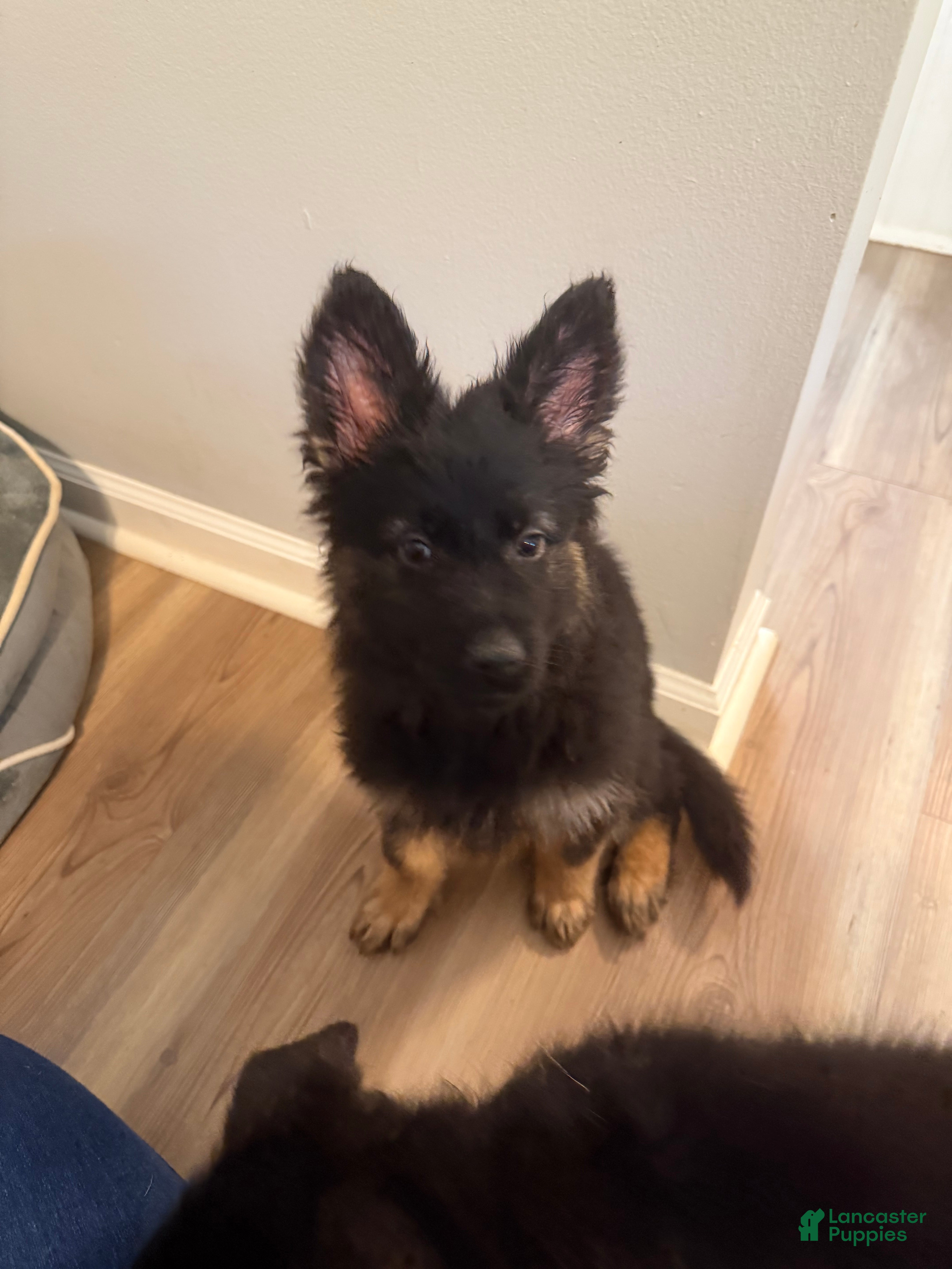 German Shepherd dogs Vivi - Ad 1