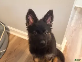 German Shepherd dogs for sale: Vivi - Ad 1