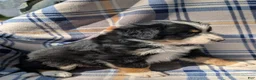Australian Shepherd dogs for sale: Lexi - Ad 3