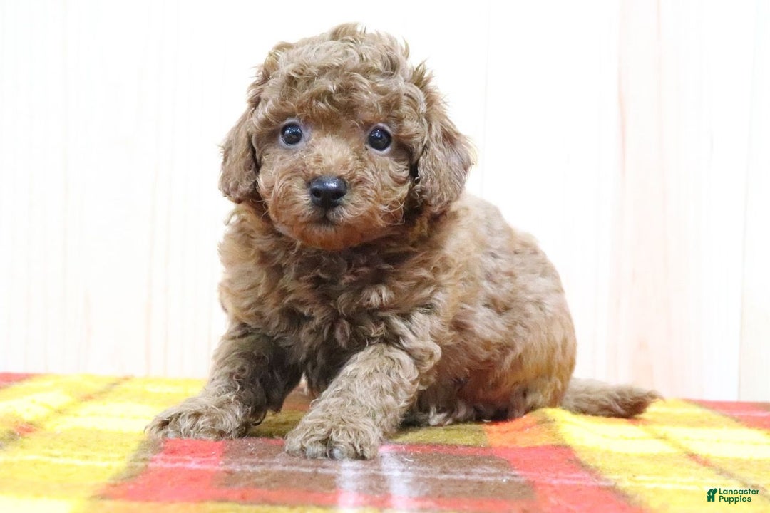 Bichpoo dogs for sale: Brett - Ad 3