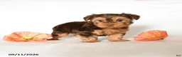 Yorkshire Terrier dogs for sale: Smores - Ad 3