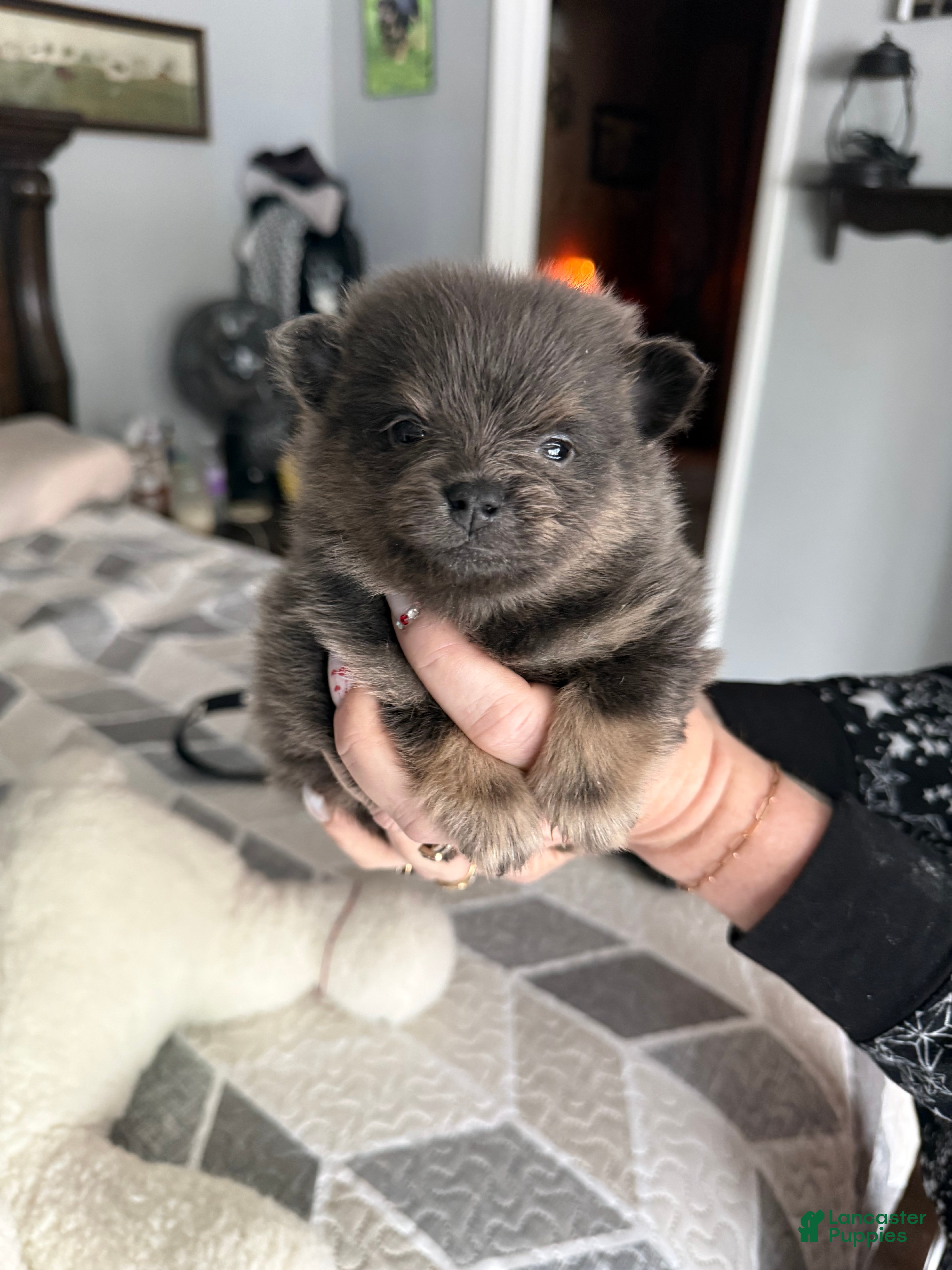 Pomeranian dogs Kai - Ad 2