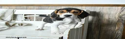Beagle dogs for sale: Bandit - Ad 1