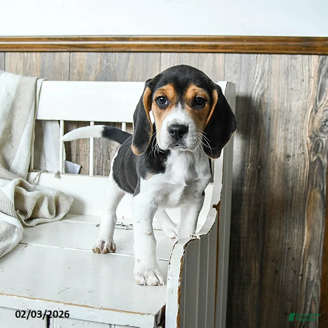 Beagle dogs for sale: Bandit - Ad 1