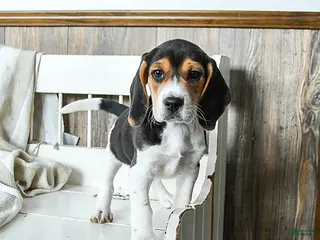 Beagle dogs Bandit - Ad 1