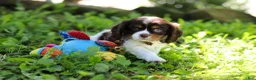 Cavalier King Charles Spaniel dogs for sale: Dexter - Ad 7