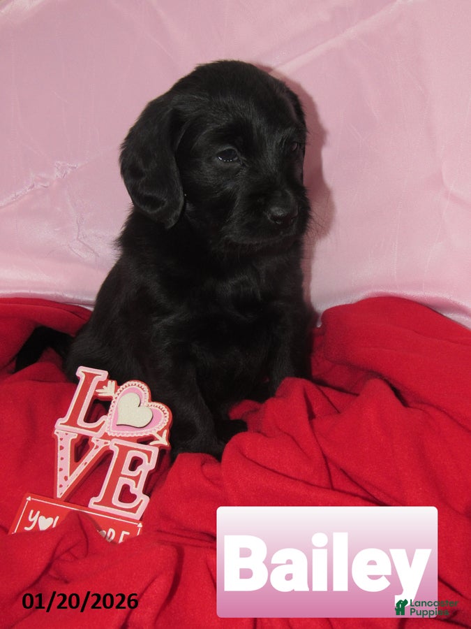 Labradoodle dogs Bailey - Ad 2