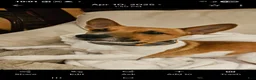 Mixed Breed dogs for sale: Athena - Ad 17