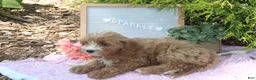Cavapoo dogs for sale: Sparkle - Ad 3