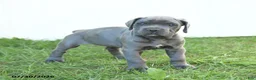 Cane Corso dogs for sale: River - Ad 15