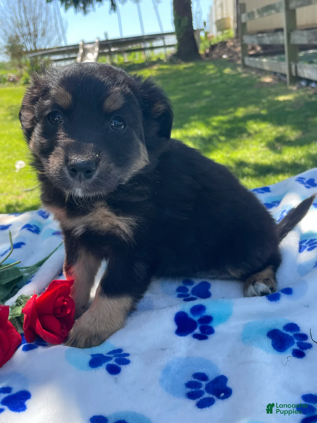 Toy Australian Shepherd dogs for sale: Bingo - Ad 4