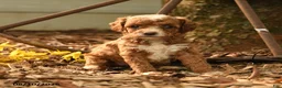 Goldendoodle dogs for sale: Hazel - Ad 3