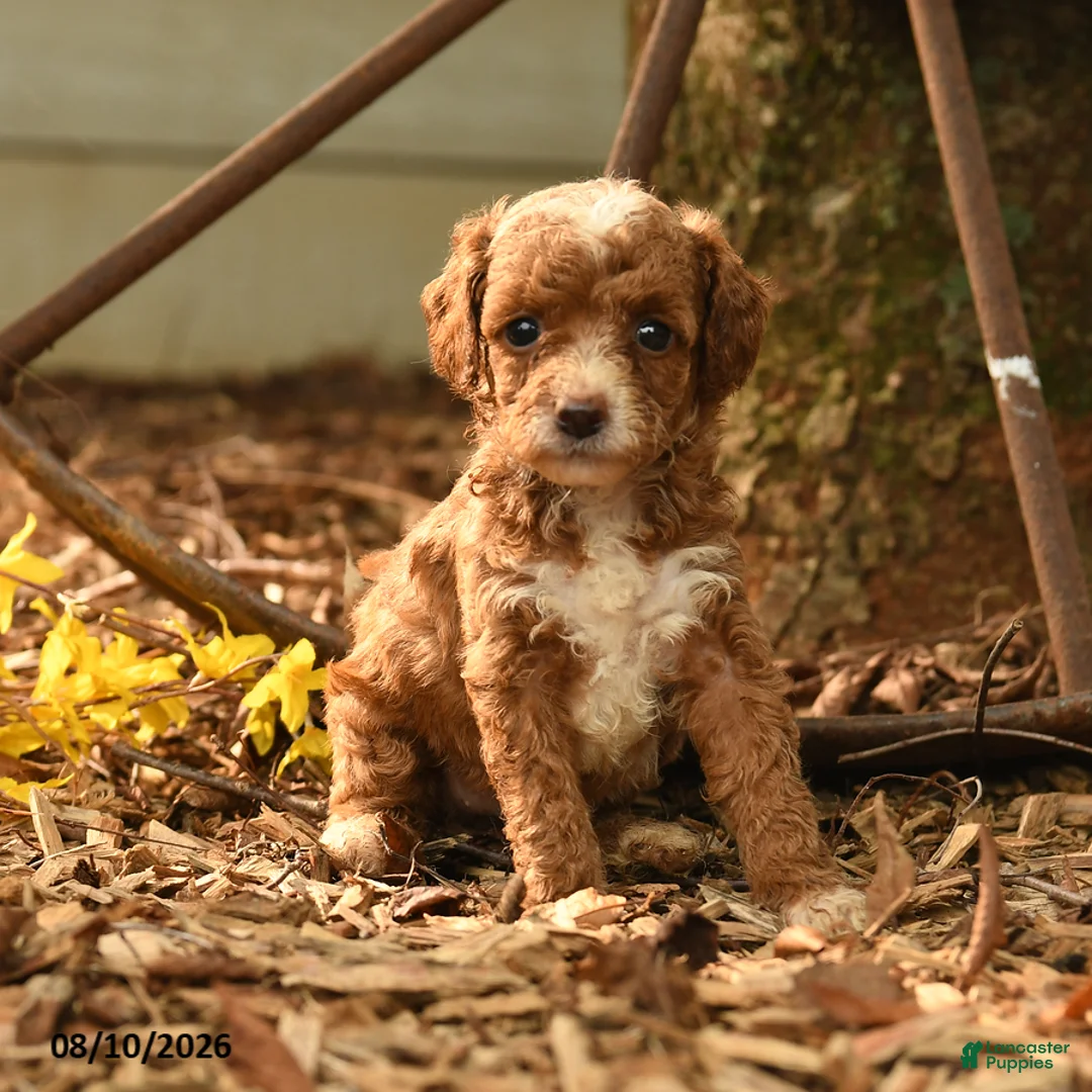 Goldendoodle dogs for sale: Hazel - Ad 3