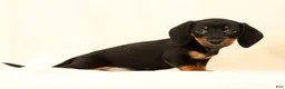 Miniature Dachshund dogs for sale: Jackie - Ad 3