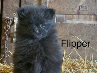Pomeranian dogs Flipper - Ad 38
