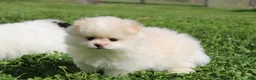 Pomeranian dogs for sale: Lola - Ad 3