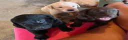 Labrador Retriever dogs for sale: Labrador Retriever  - Ad 1