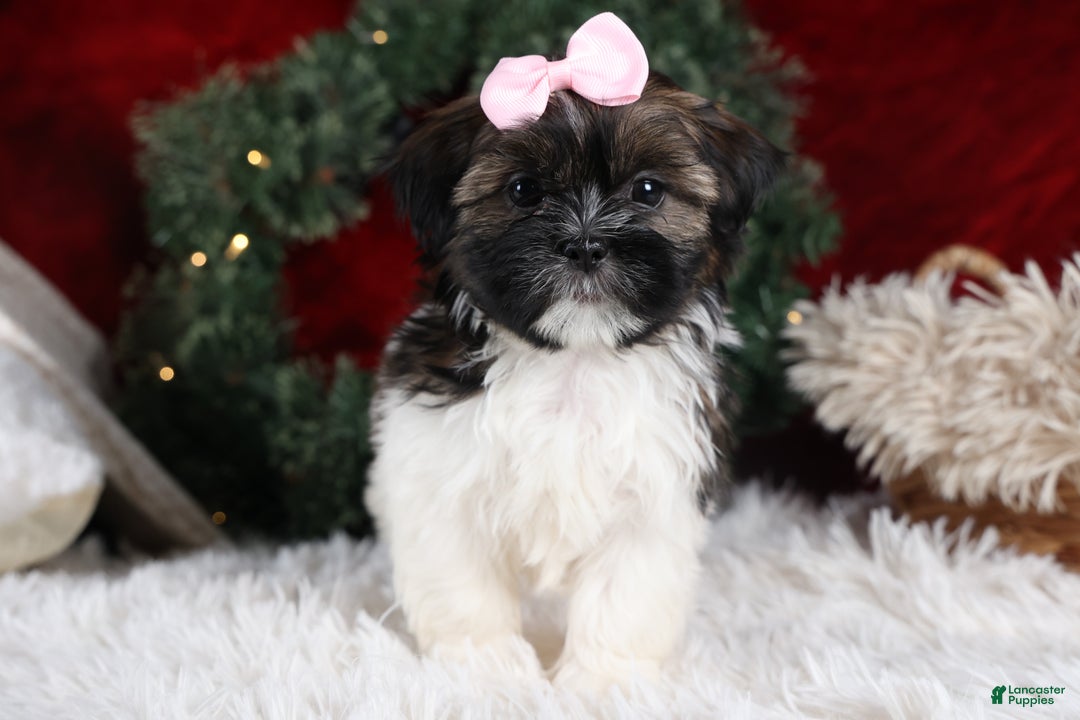 Shih Tzu dogs for sale: Penny - Ad 9