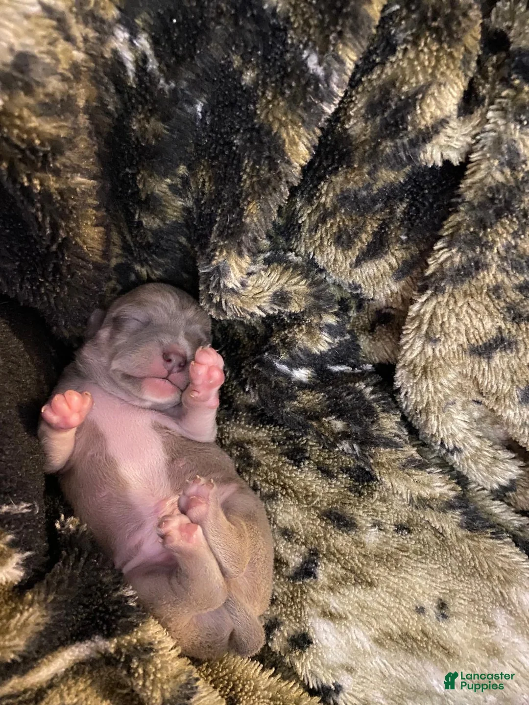 Chihuahua dogs for sale: Chihuahua Puppy 1 - Ad 2