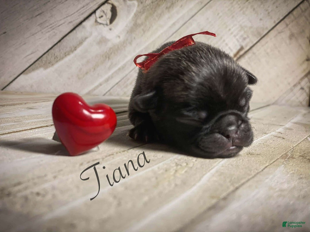 Pug dogs for sale: Tiana - Ad 2