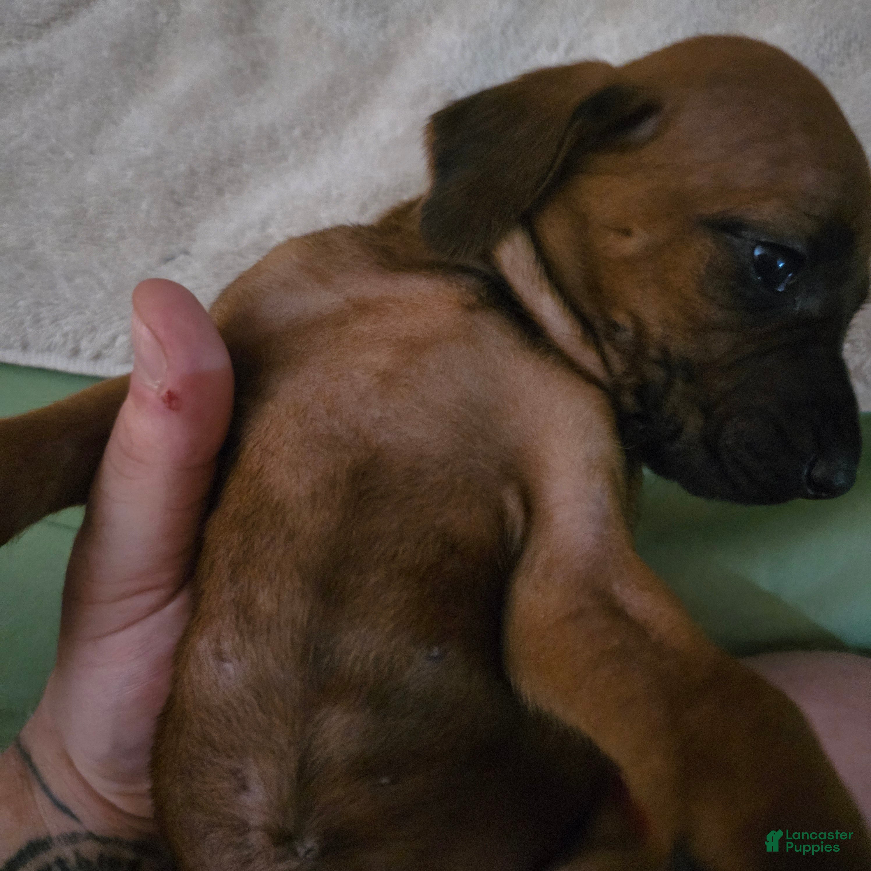 Redbone Coonhound dogs Redbone Coonhound 10 - Ad 10