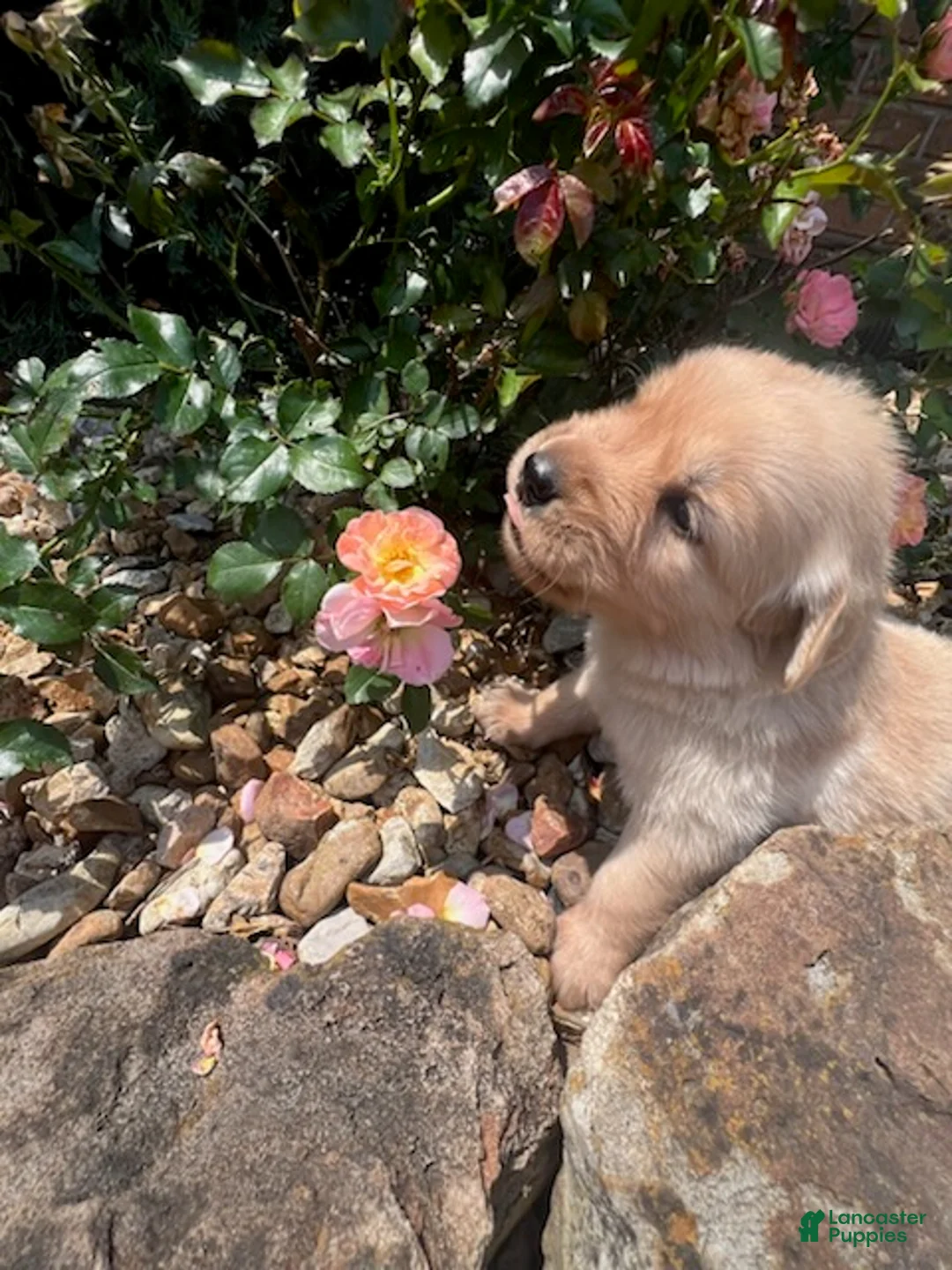 Golden Retriever dogs for sale: Ellie - Ad 1