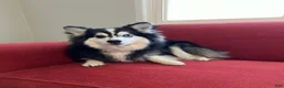 Alaskan Klee Kai dogs for sale: Alaskan Klee Kai 1 - Ad 1