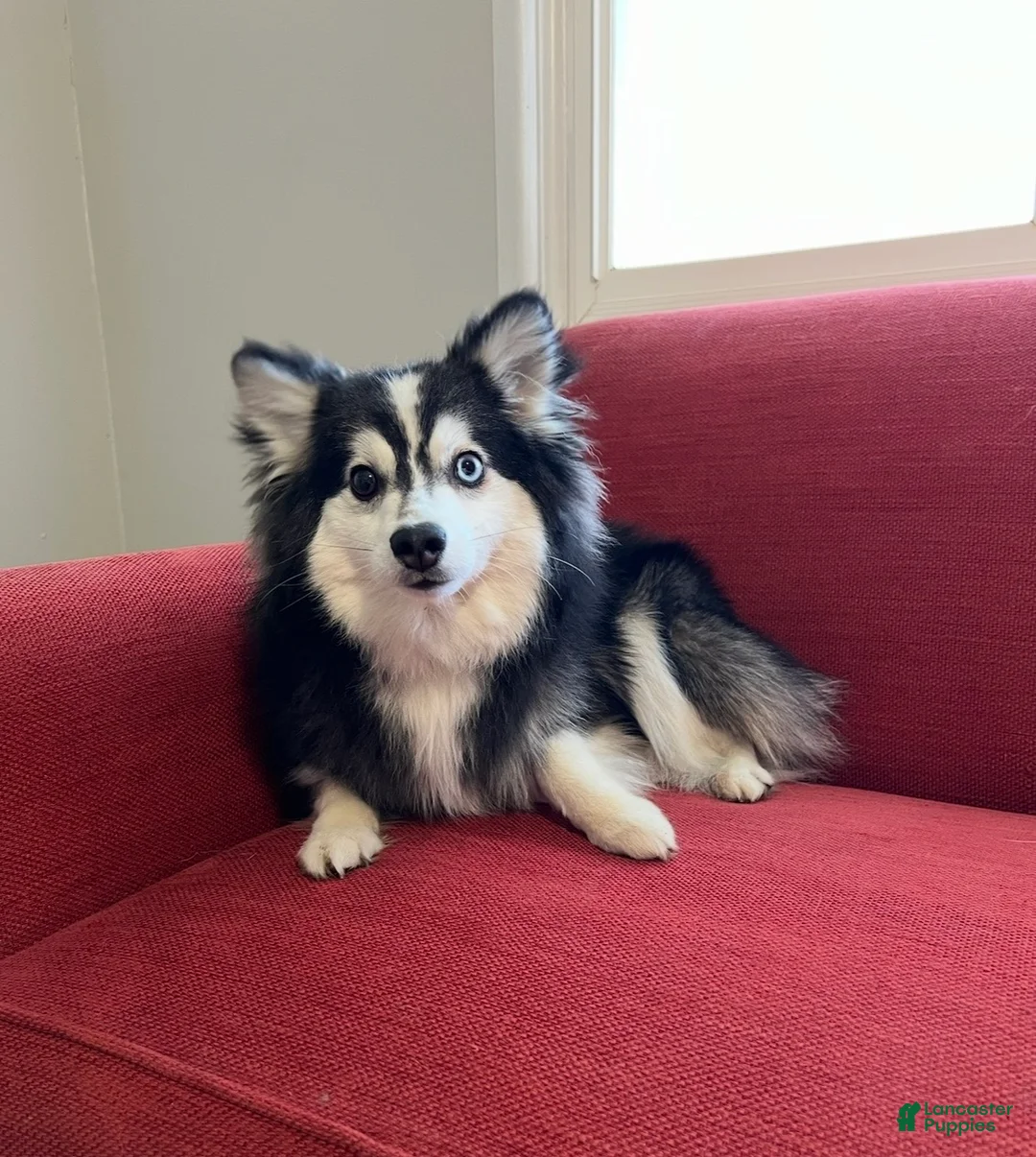 Alaskan Klee Kai dogs for sale: Alaskan Klee Kai 1 - Ad 1