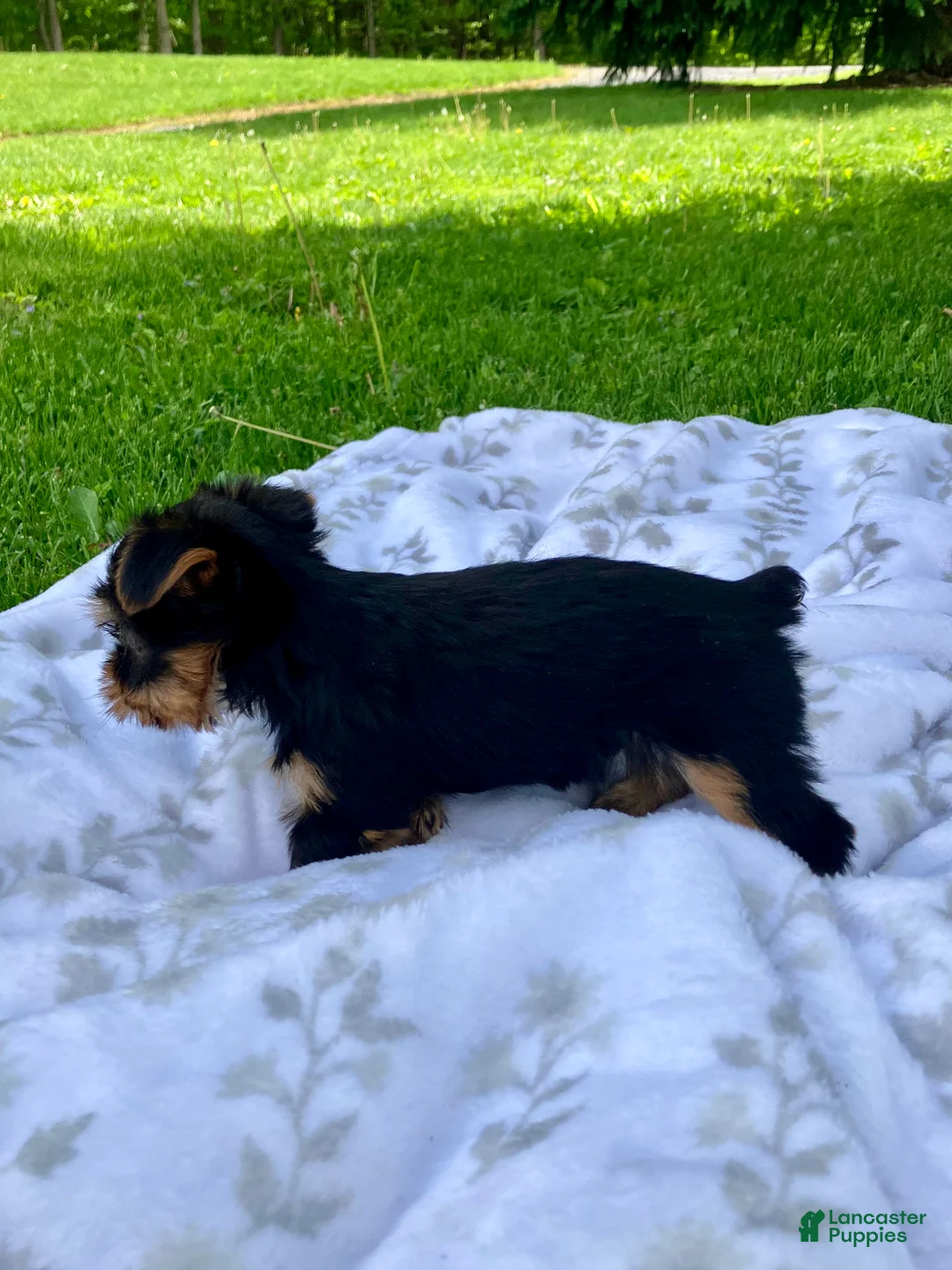 Yorkshire Terrier dogs for sale: Atlas - Ad 2