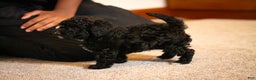 Miniature Poodle dogs for sale: Coal - Ad 5