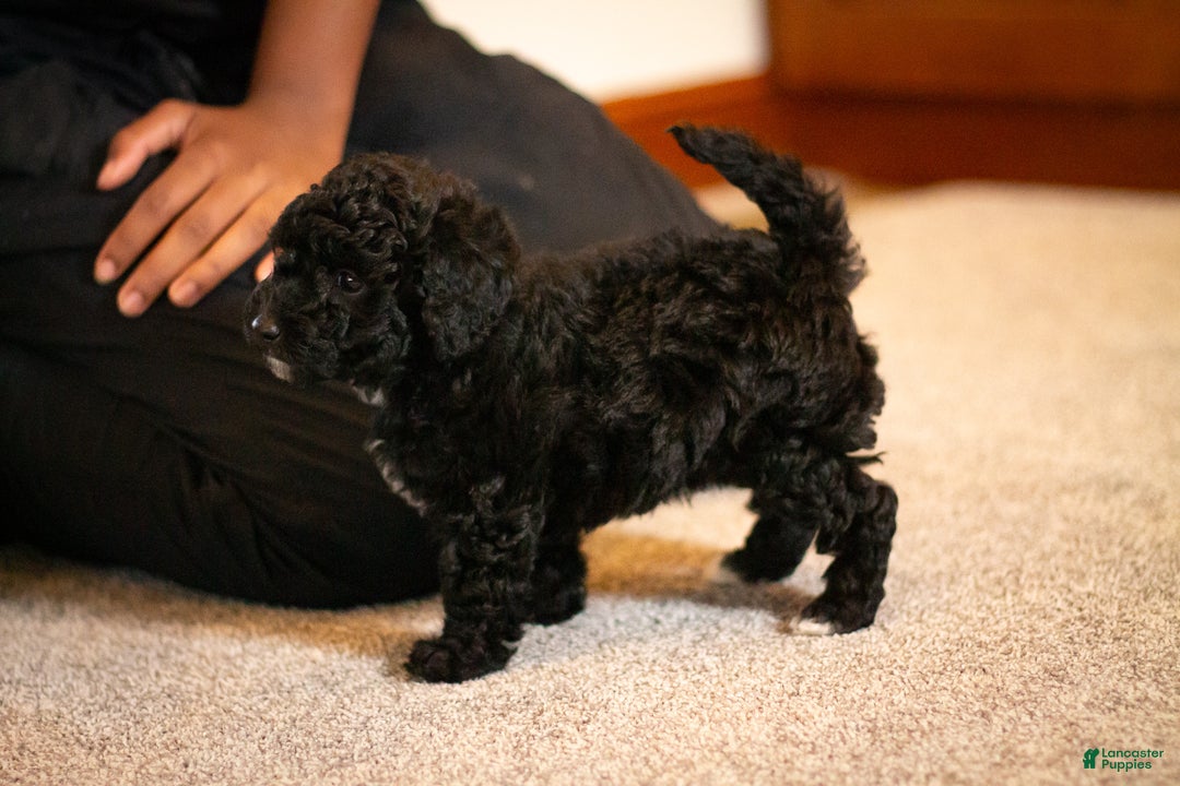 Miniature Poodle dogs for sale: Coal - Ad 5