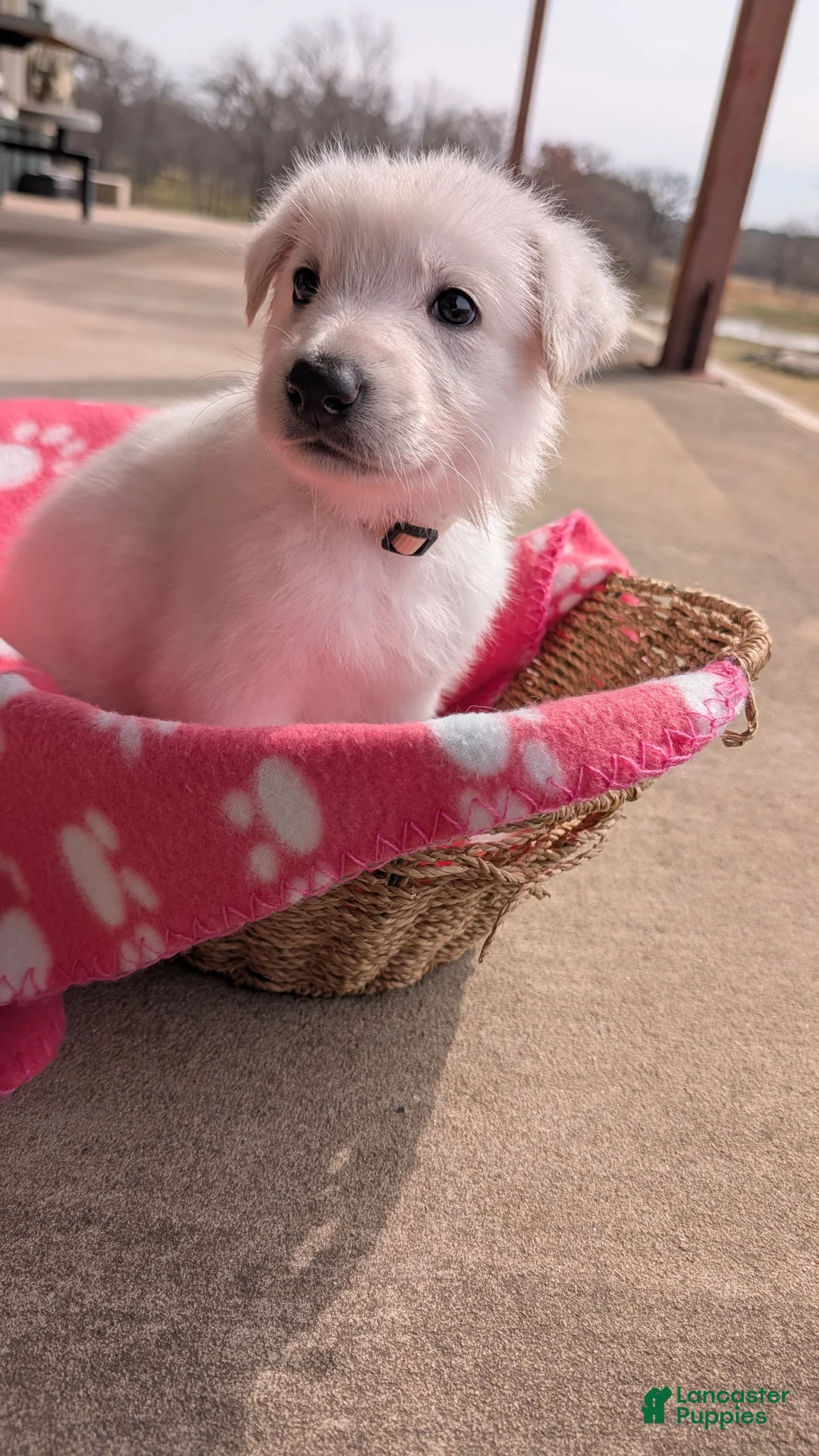 German Shepherd dogs for sale: Blanc - Ad 1