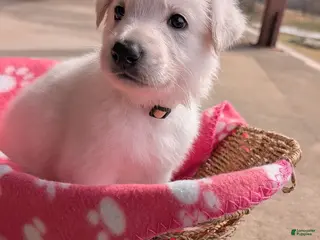 German Shepherd dogs for sale: Blanc - Ad 3