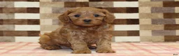 Cavapoo dogs for sale: Dolly - Ad 7