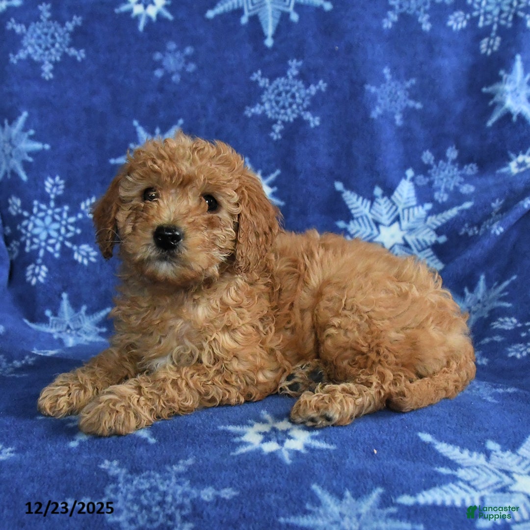 Mini Goldendoodle dogs for sale: Eve - Ad 2