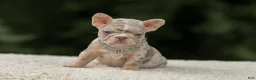 French Bulldog dogs for sale: Digger - Ad 11