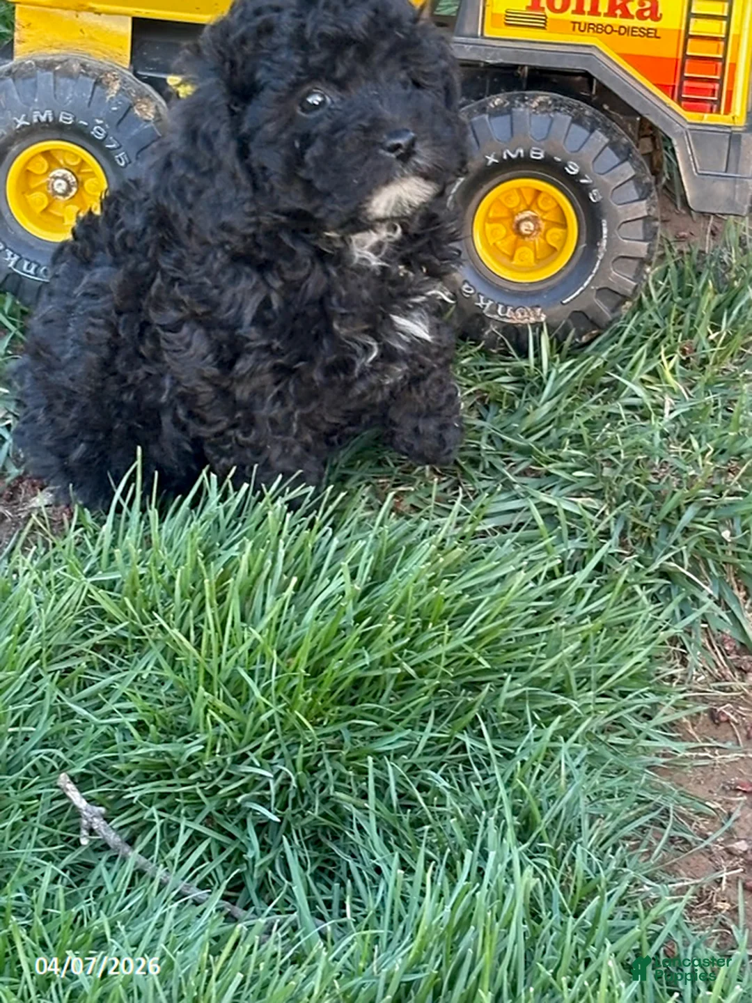 Mixed Breed dogs for sale: Buster - Ad 1