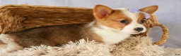 Welsh Corgi Pembroke dogs for sale: Yo-Yo 💕 - Ad 13