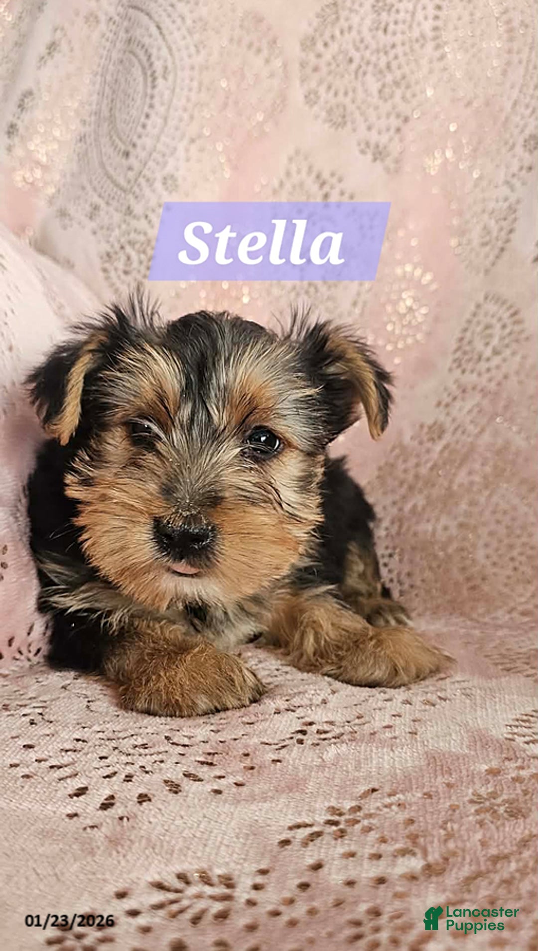Yorkshire Terrier dogs for sale: Stella - Ad 2