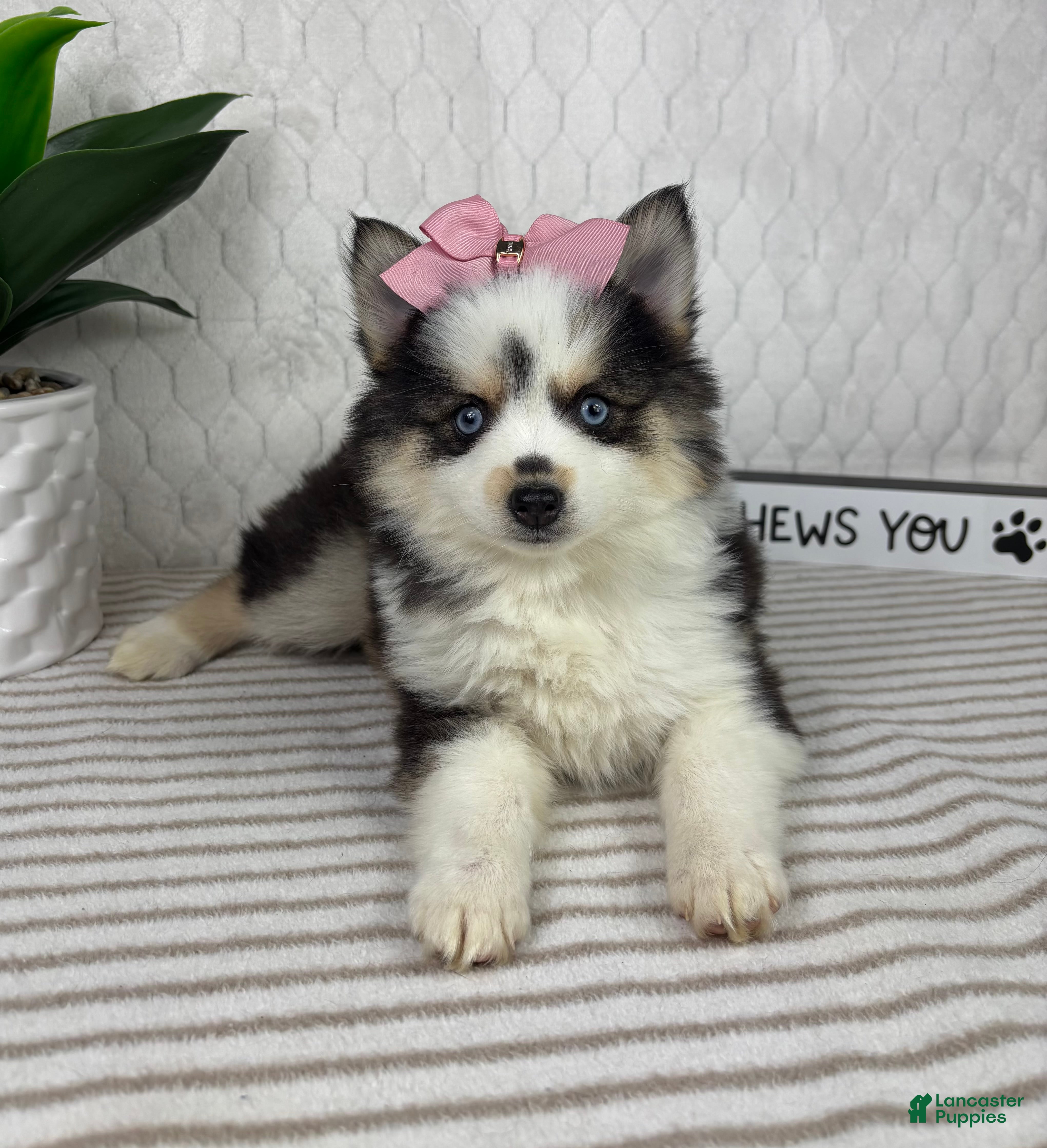 Pomsky dogs for sale: Penelope - Ad 4
