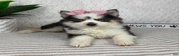Pomsky dogs for sale: Penelope - Ad 1