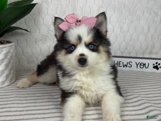 Pomsky dogs for sale: Penelope - Ad 4