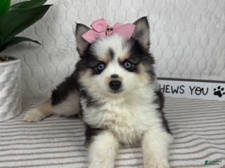 Pomsky dogs Penelope - Ad 36