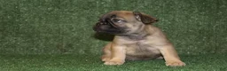 French Bulldog dogs for sale: French Bulldog 5 - Ad 6